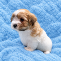 Chiot Coton de Tulear de race  en région Centre-Val de Loire.