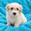 Coton de Tulear chiot vendu 1200 €