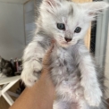 Chaton Maine Coon de race – prix 1500 €.