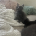Maine Coon disponible en Isère