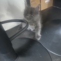 Chat Maine Coon proposé par l’élevage Chatterie du Ciel d'Emeraude.