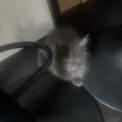 Chaton Maine Coon de race – prix 1200 €.