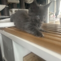 Chaton Maine Coon de race  en région Auvergne-Rhône-Alpes.