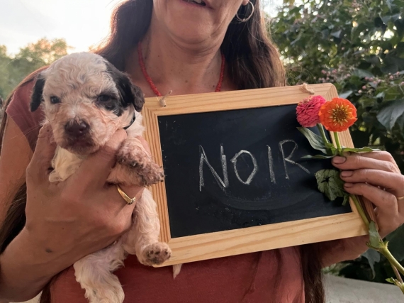 Petit mâle Chien d'eau Romagnol né le 28/08/2026 est proposé – vendu 1800 €.