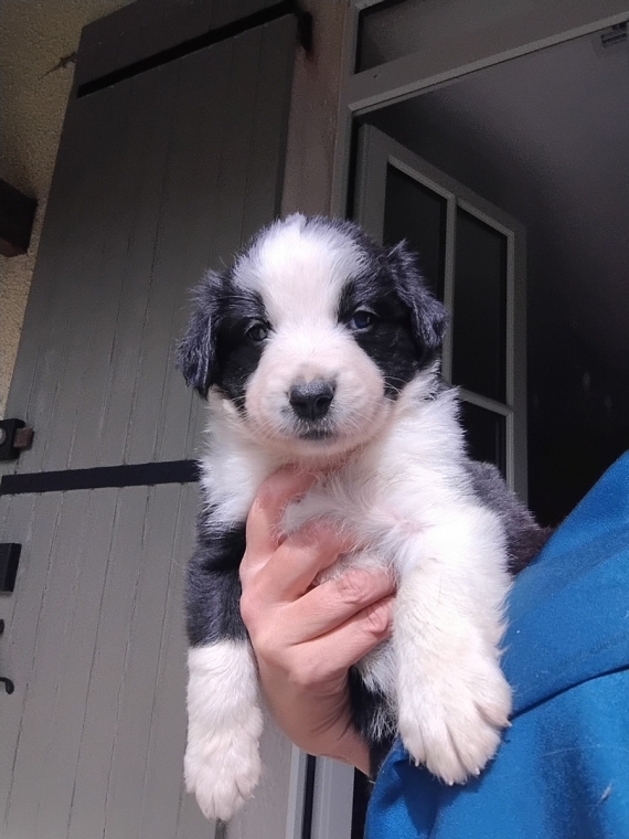 Petite femelle Border Collie née le 20/08/2026 est proposée – vendue 850 €.