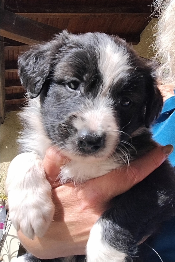 Petite femelle Border Collie née le 20/08/2026 est proposée – vendue 900 €.