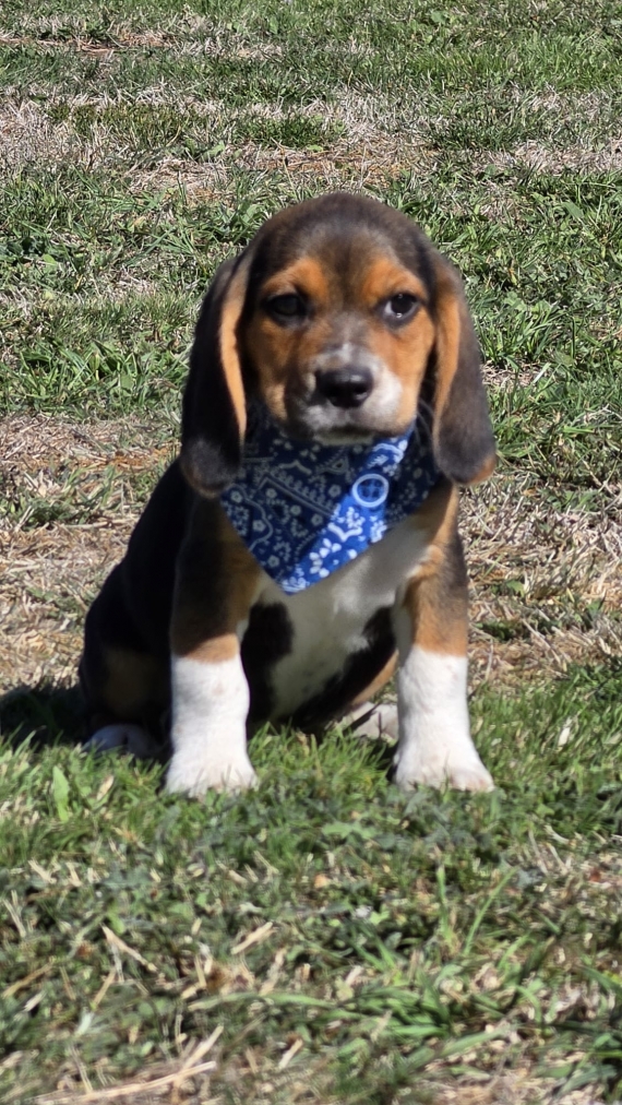 Petit mâle Beagle né le 17/06/2026 est proposé – vendu 730 €.