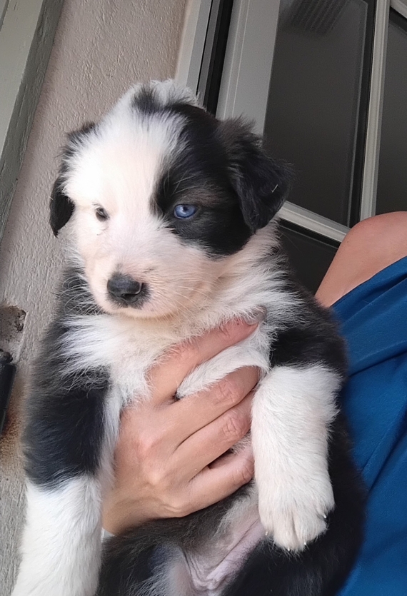 Petite femelle Border Collie née le 20/08/2026 est proposée – vendue 900 €.