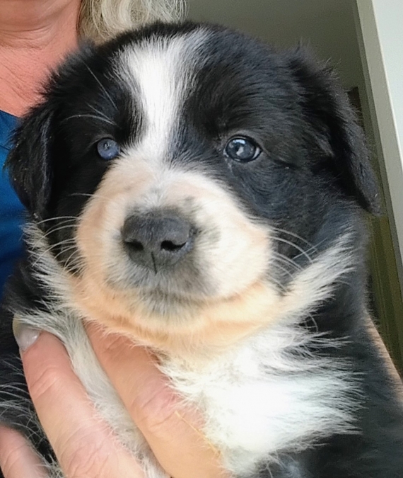 Petite femelle Border Collie née le 20/08/2026 est proposée – vendue 900 €.