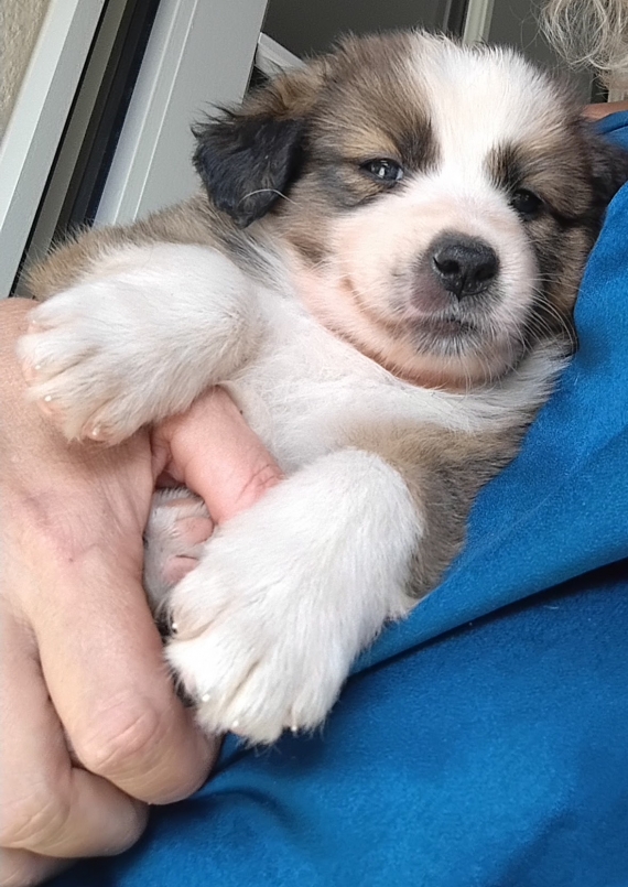 Petite femelle Border Collie née le 20/08/2026 est proposée – vendue 900 €.