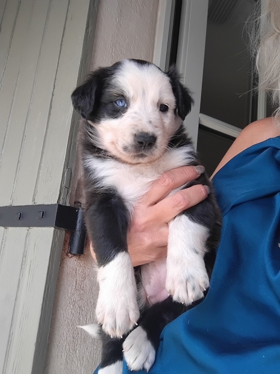 Petite femelle Border Collie née le 20/08/2026 est proposée – vendue 900 €.