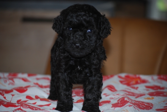 Petite femelle Caniche n�e le 29/08/2026 est propos�e � vendue 1650 �.