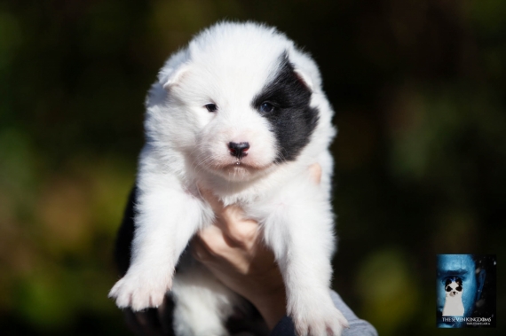 Petite femelle Laika de Yakoutie née le 04/10/2026 est proposée – vendue 1650 €.