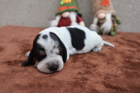 Petit mâle Basset Bleu de Gascogne né le 16/10/2026 est proposé – vendu 850 €.