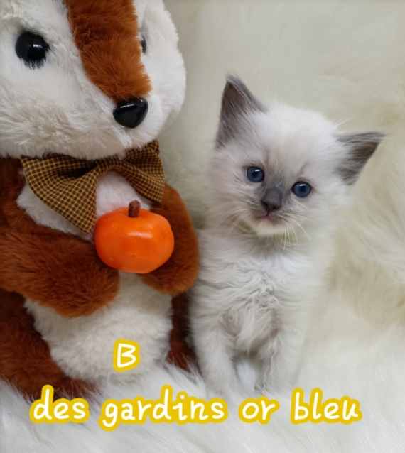 Petite femelle Ragdoll née le 11/09/2026 est proposée – vendue 1600 €.