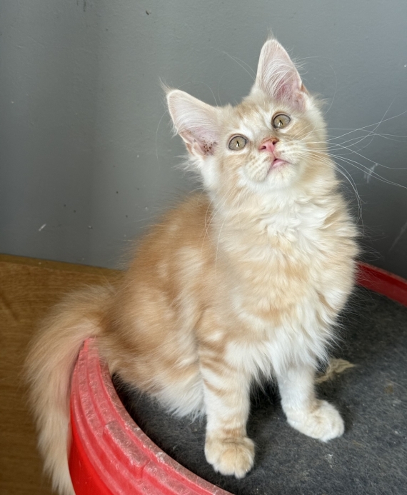 Petit mâle Maine Coon né le 19/06/2026 est proposé – vendu 1450 €.