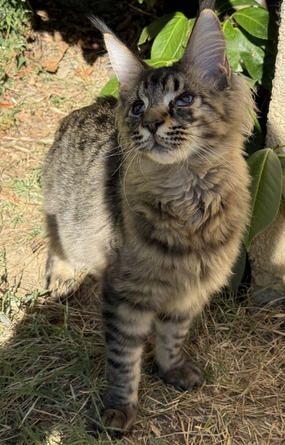 Petit mâle Maine Coon né le 13/03/2026 est proposé – vendu 1450 €.