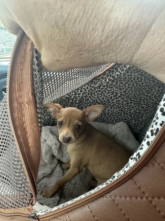 Petit mâle Petit chien Russe né le 15/06/2026 est proposé – vendu 1800 €.