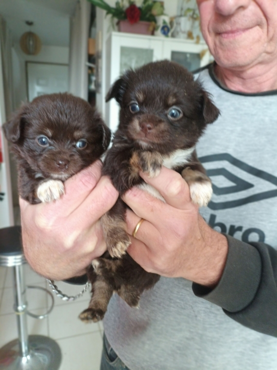 Petite femelle Chihuahua née le 06/09/2026 est proposée – vendue 1200 €.