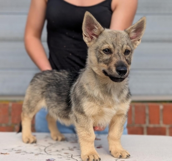 Petit mâle Chien des Goths né le 25/05/2026 est proposé – vendu 1000 €.