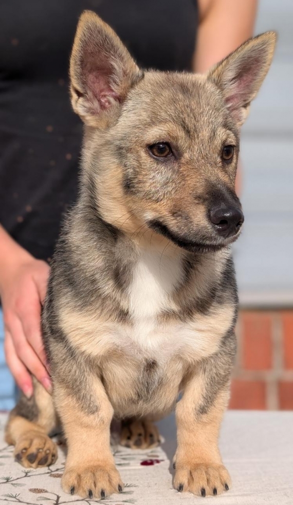 Petit mâle Chien des Goths né le 25/05/2026 est proposé – vendu 1200 €.