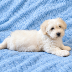 Acheter Coton de Tulear bébé pour 1200 €