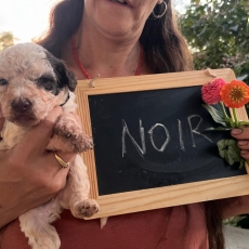 Chiot Lagotto romagnolo à vendre au prix de 1800 € vacciné et identifié.