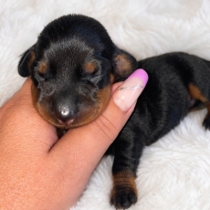 Chiot Teckel nain à poil ras à vendre au prix de 2700 € vacciné et identifié.
