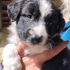 Adoption chiot Border Collie au prix de 900 €