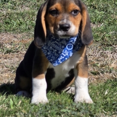Acheter Beagle bébé pour 730 €