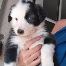 Chiot Border Collie à adopter au prix de 900 €