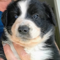 Adoption chiot Border Collie au prix de 900 €