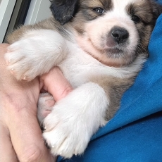 Cette petite femelle Border Collie proposée à l'achat est née le 20/08/2026.