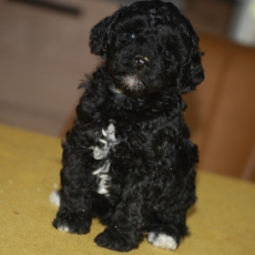 Cette petite femelle Caniche Nain propos�e � l'achat est n�e le 25/08/2026.