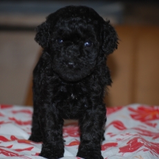 Cette petite femelle Caniche Nain propos�e � l'achat est n�e le 29/08/2026.