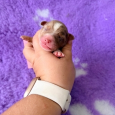 Adoption chiot Berger américain miniature au prix de 1660 €