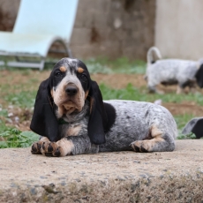 Adoption chiot Basset Bleu de Gascogne au prix de 850 €
