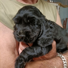 Chiot d'apparence de race Cocker Anglais Spaniel � adopter.