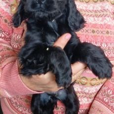 Cette petite femelle Cocker Anglais Spaniel propos�e � l'achat est n�e le 08/08/2026.