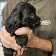 Cette petite femelle Cocker Anglais Spaniel propos�e � l'achat est n�e le 02/09/2026.
