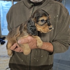Ce petite m�le Cocker Anglais Spaniel propos� � l'achat est n� le 02/09/2026.