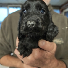 Chiot d'apparence de race Cocker Anglais Spaniel � adopter.
