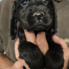 Chiot Cocker Anglais Spaniel � vendre au prix de 1600 � vaccin� et identifi�.