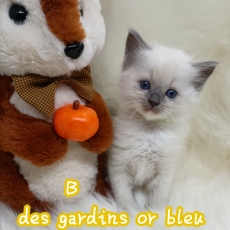 Chaton Chat Ragdoll de race LOOF avec pedigree à adopter.