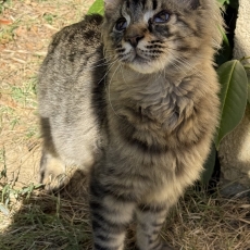 Acheter Maine Coon bébé pour 1450 €
