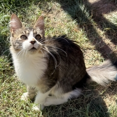 Adoption chaton Maine Coon au prix de 1200 €