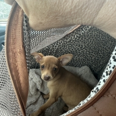 Chiot Petit chien Russe à adopter au prix de 1800 €