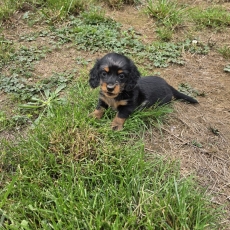 Teckel nain à poil long chiot vendu 3550 €