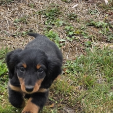 Teckel nain à poil long chiot vendu 3550 €