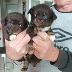 Chiot d'apparence de race Chihuahua à adopter.